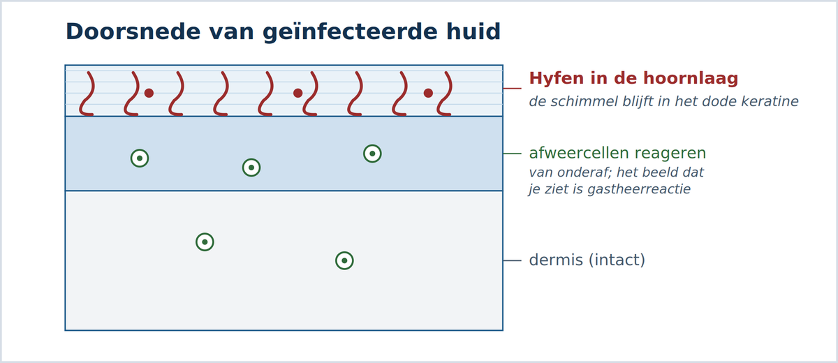 Differentiaaldiagnose-atlas