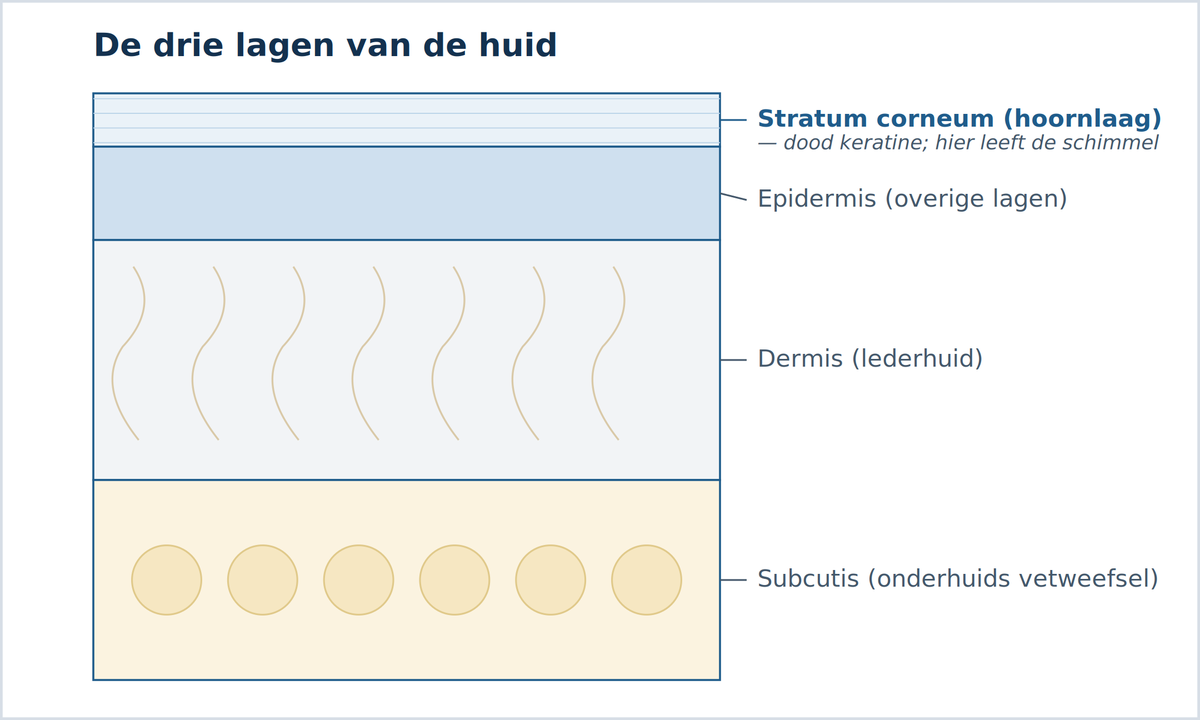 De drie lagen van de huid