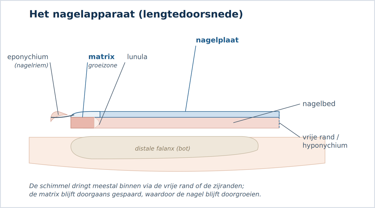 Het nagelapparaat